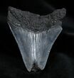 Bartgain Inch Georgia Megalodon Tooth #1376-2